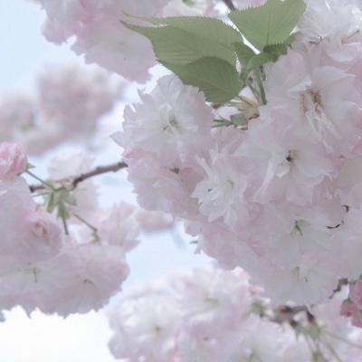 高平福瑞交流群