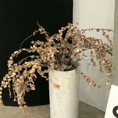 兽设星空场景设计兽圈群